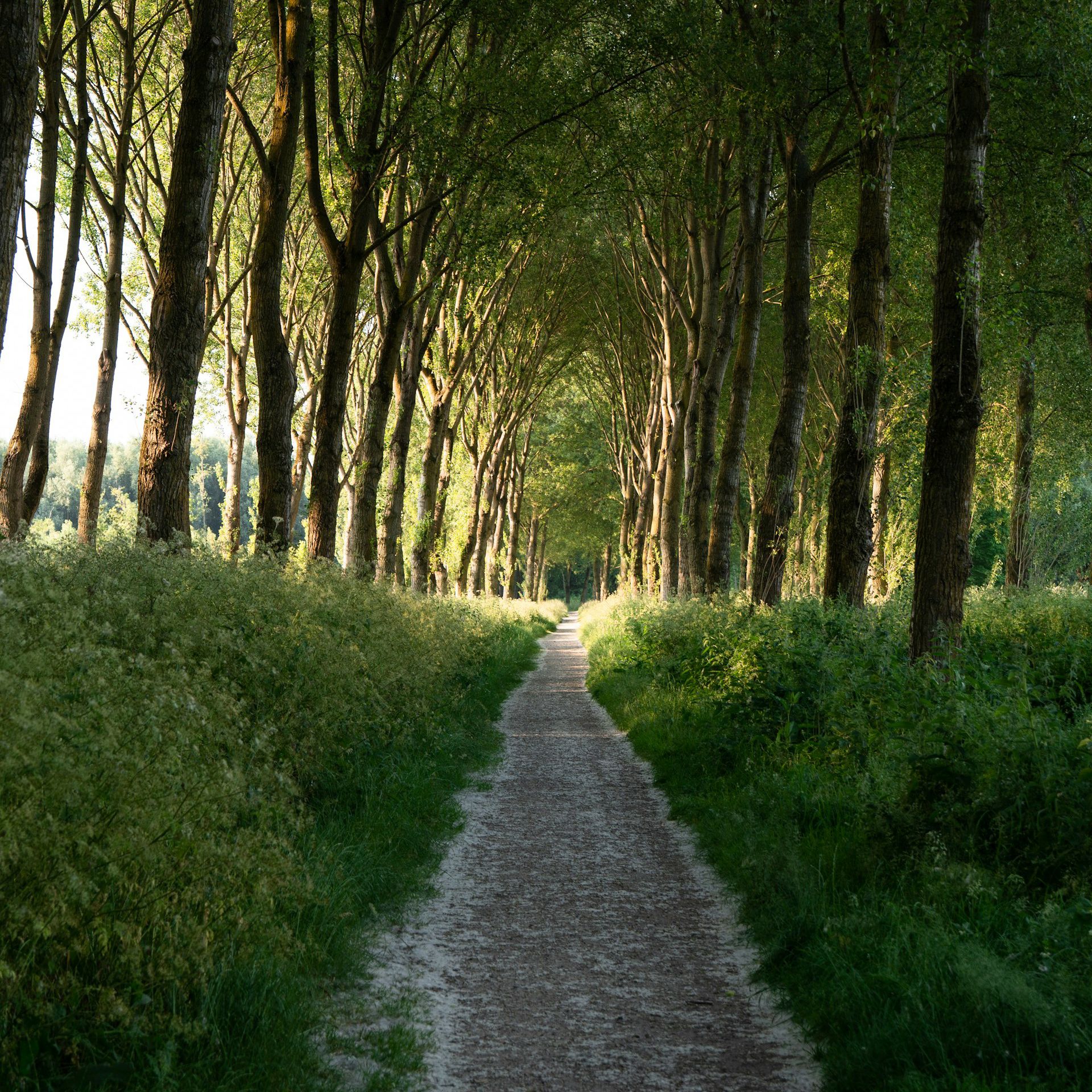 Wald Weg – Beitragsbild KW 38